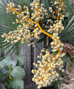 Alternative view of Trachycarpus (wagnerianusxfortunei) x nanusxwinsan