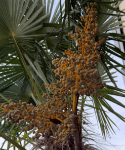 Alternative view of Trachycarpus kumaon x fortunei
