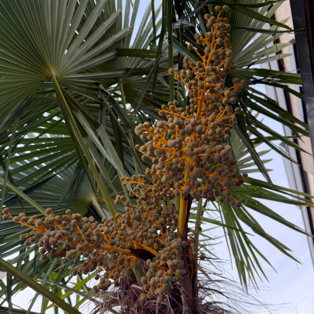 Trachycarpus kumaon x fortunei - Image 2