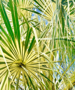 Sabal palmetto variegated