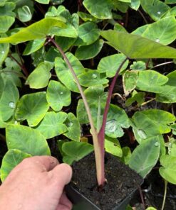 Colocasia esculenta sangria