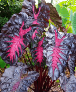 Colocasia esculenta redemption