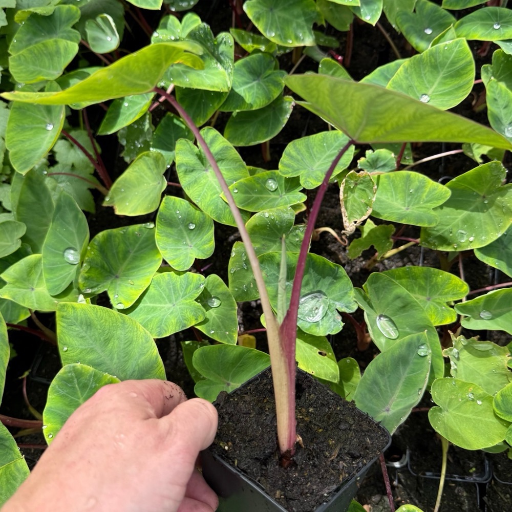 Colocasia esculenta sangria