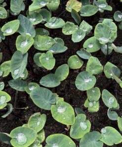 Colocasia 15 pack !