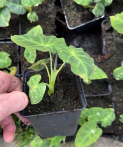 Colocasia esculenta Madeira Star