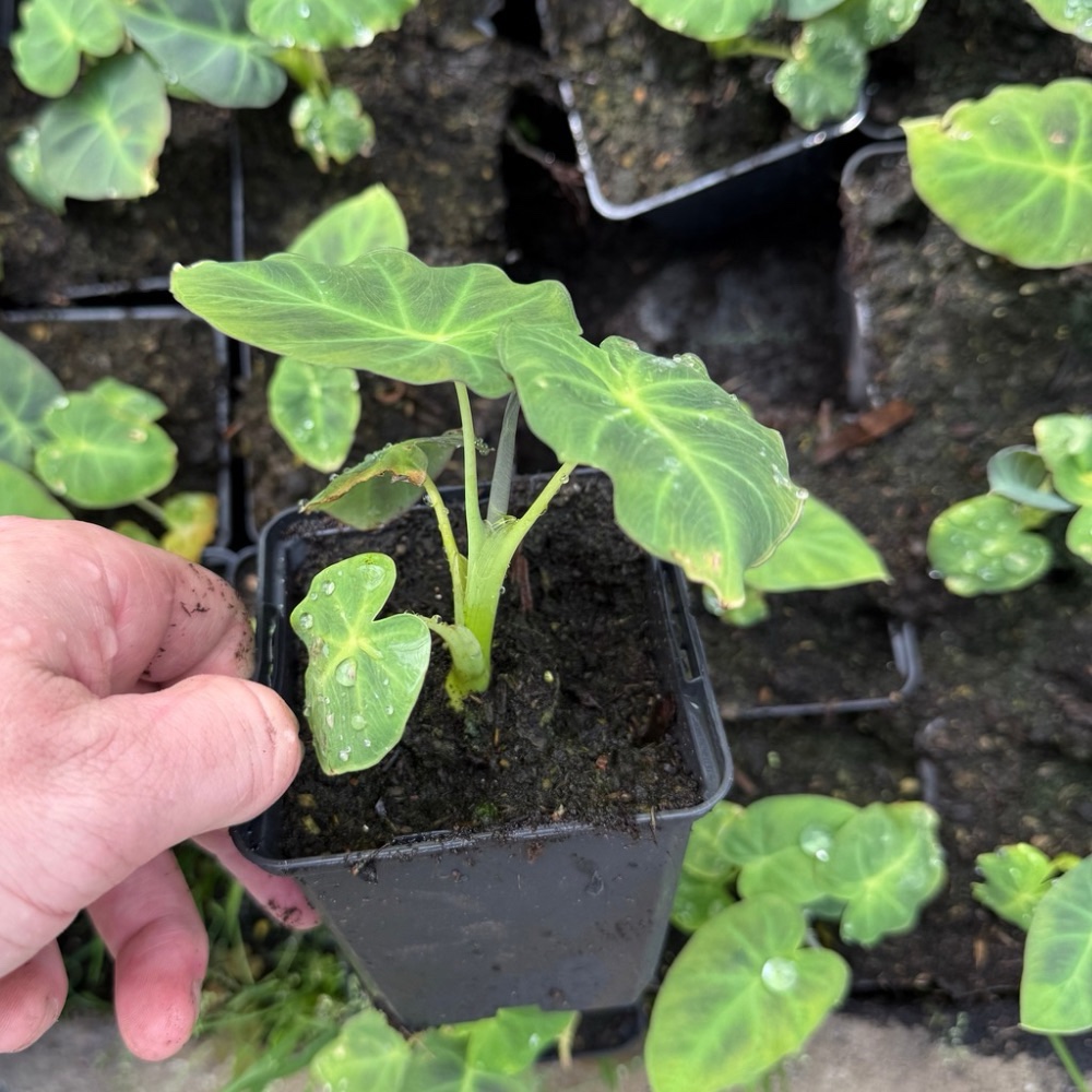Colocasia esculenta Madeira Star
