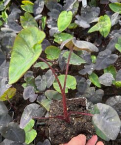 Colocasia esculenta redemption