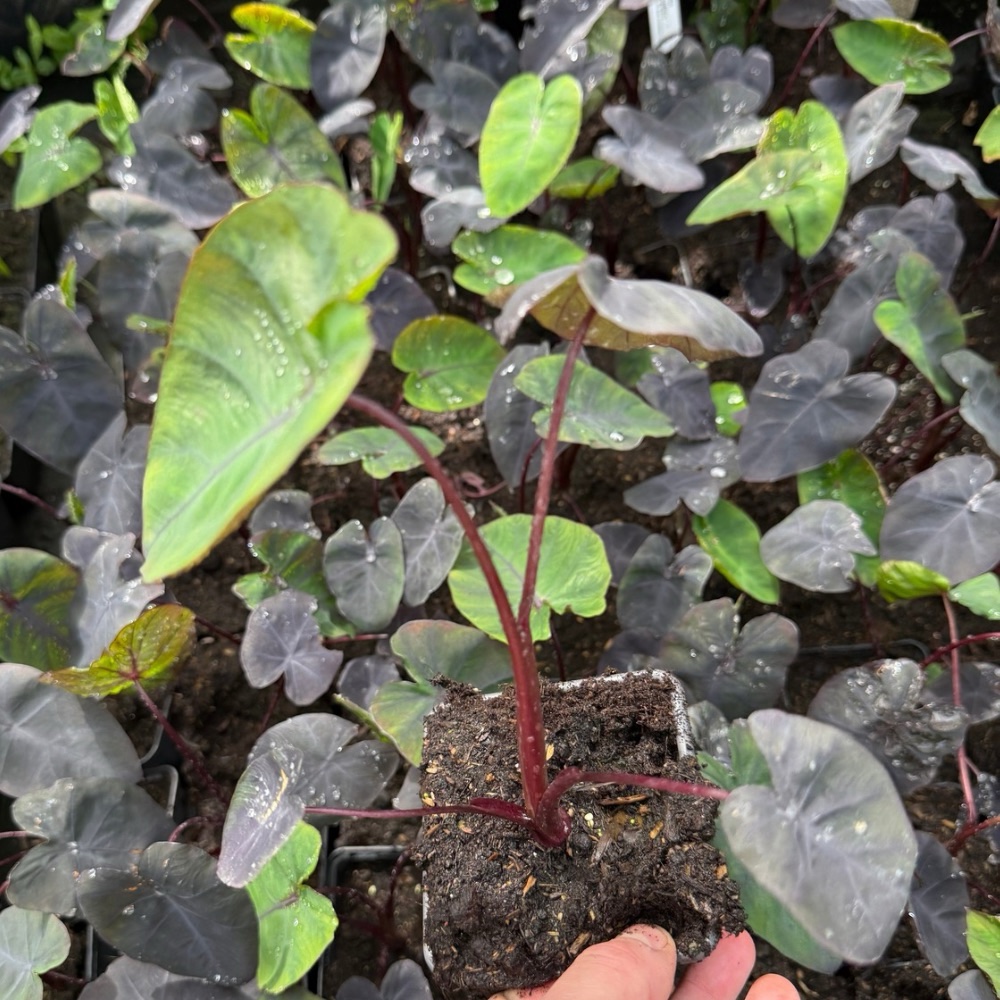 Colocasia esculenta redemption
