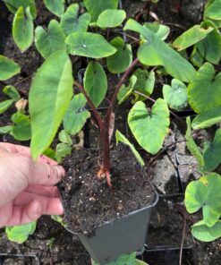 Colocasia esculenta pharaoh's mask