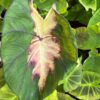 Colocasia esculenta Madeira Star