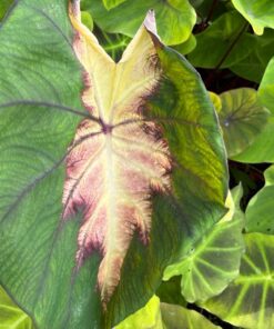 Colocasia esculenta Madeira Star