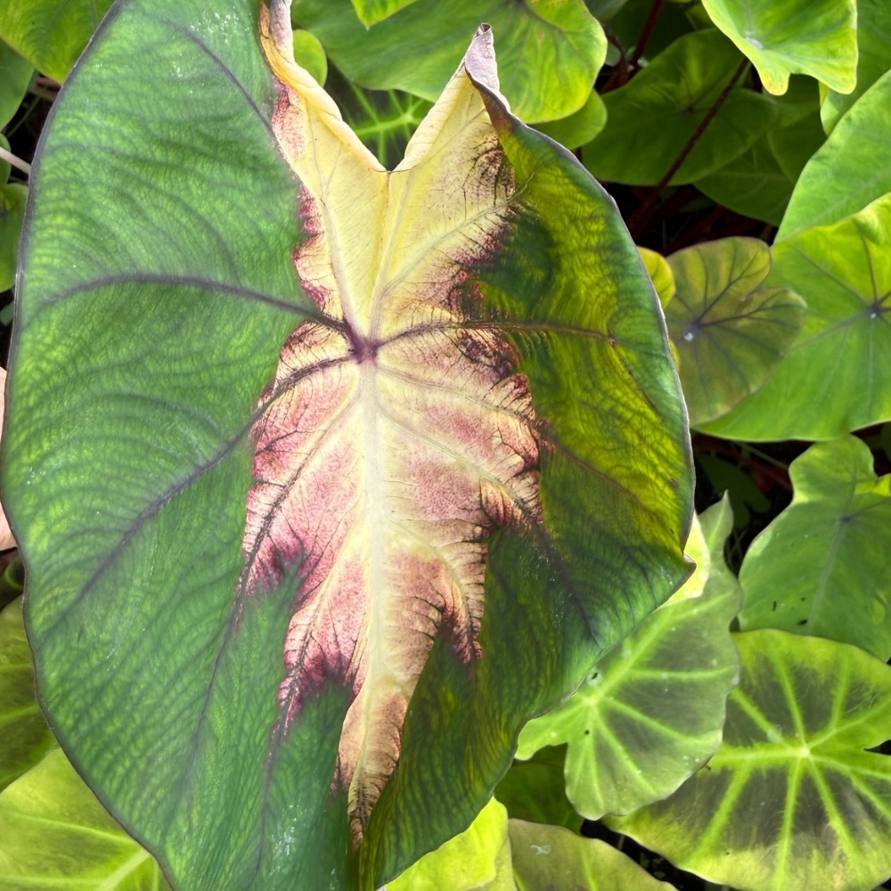 Colocasia esculenta Madeira Star