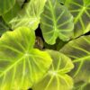 Colocasia esculenta Madeira Star – Bild 3
