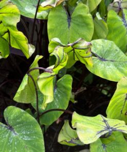 Colocasia esculenta pharaoh's mask