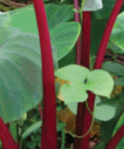 Alternative view of Colocasia esculenta sangria