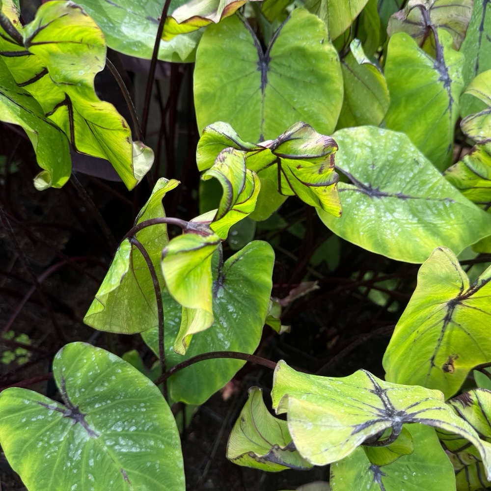 Colocasia esculenta pharaoh's mask