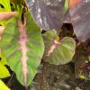 Colocasia esculenta redemption