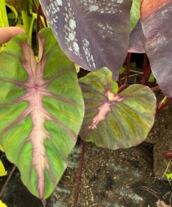 Colocasia esculenta redemption