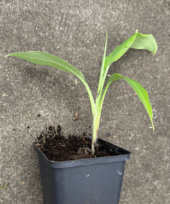 Alternative view of Musa dhusray