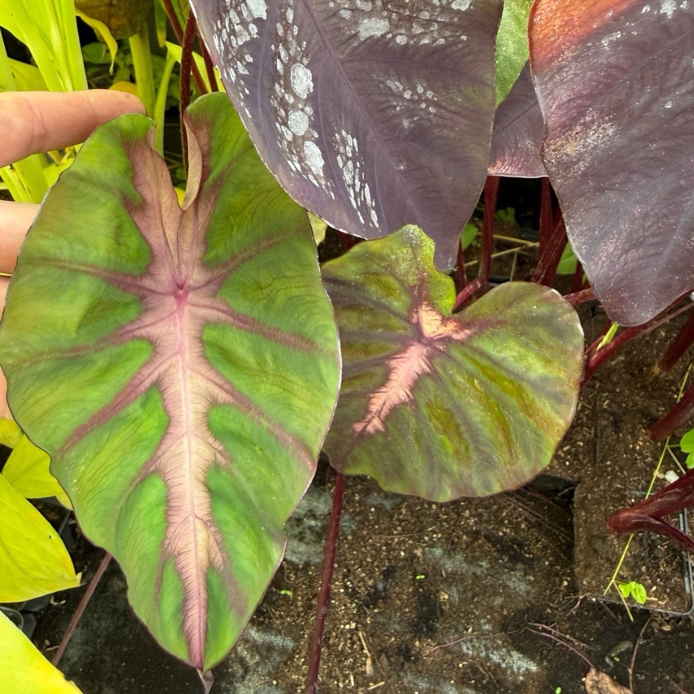 Colocasia esculenta redemption