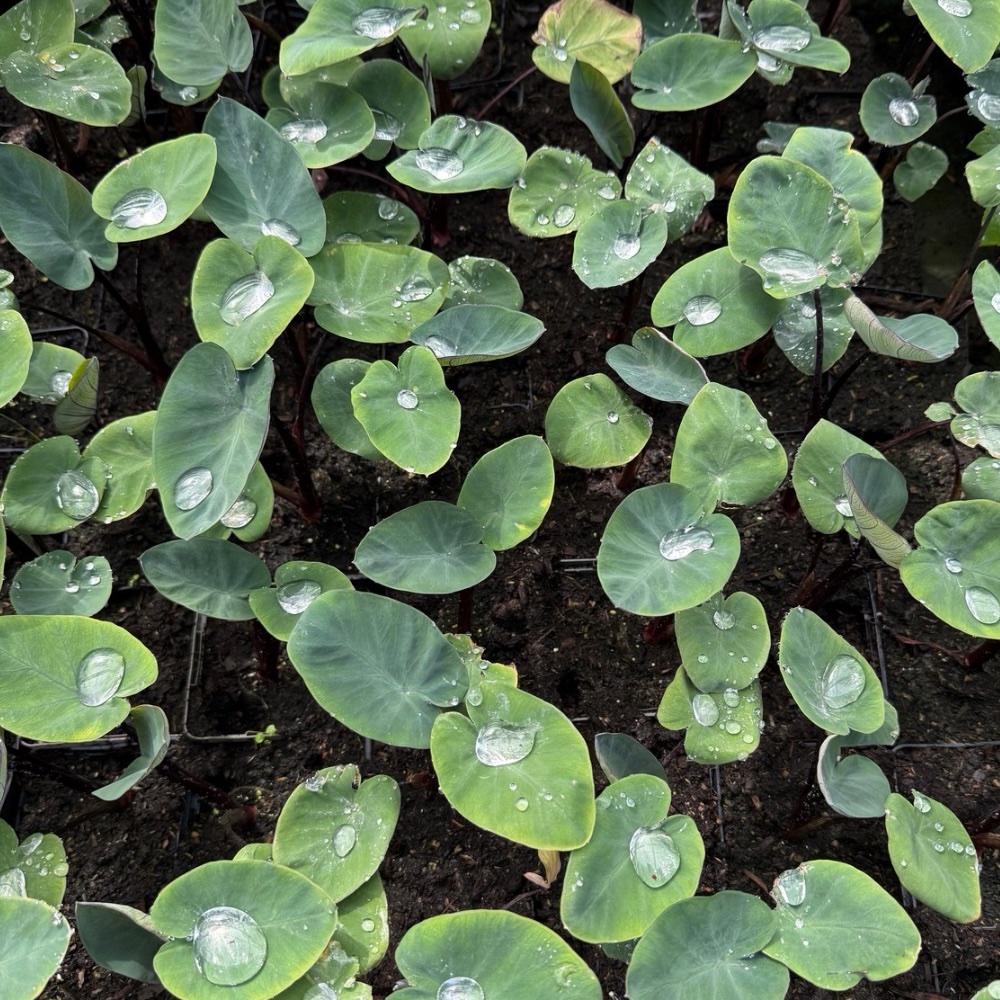 Colocasia 15 pack !