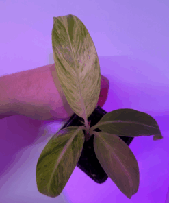 Musa acuminata yellow tiger