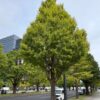 Ginkgo biloba