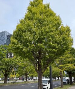 Ginkgo biloba