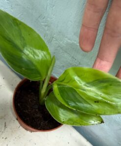 Strelitzia reginae variegated