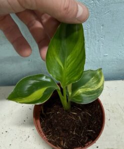 Strelitzia nicolai aurea variegated nr 55