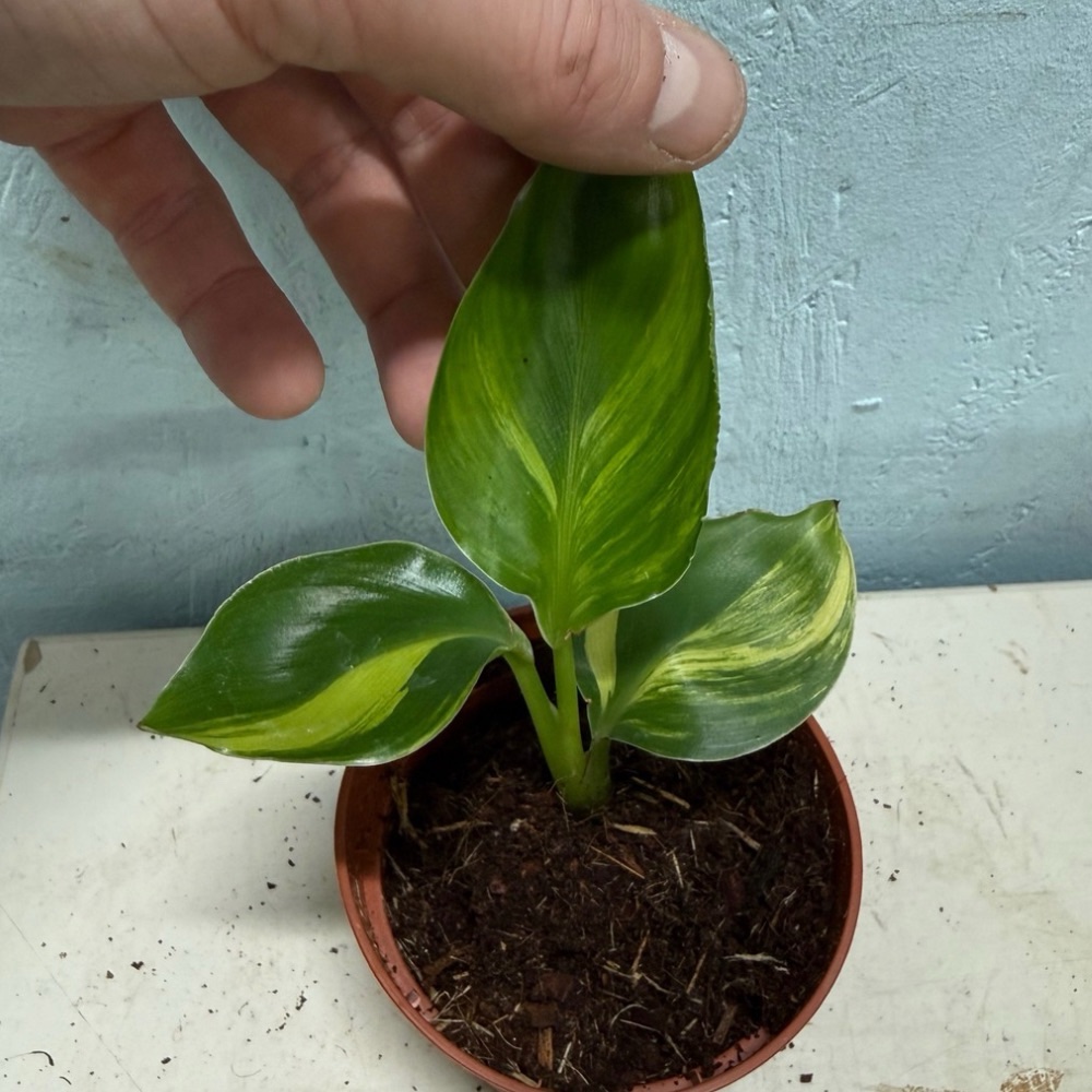 Strelitzia nicolai aurea variegated nr 55