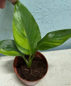 Strelitzia nicolai aurea variegated nr 56