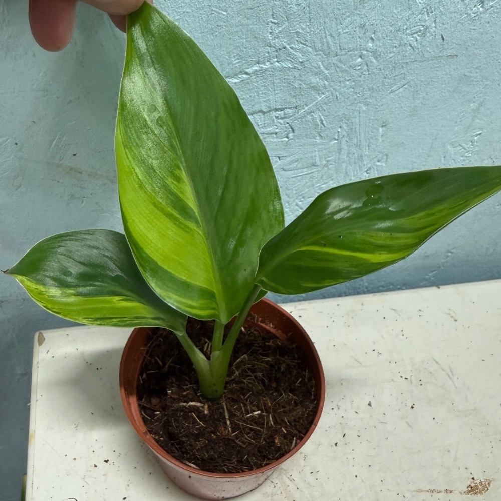 Strelitzia nicolai aurea variegated nr 56