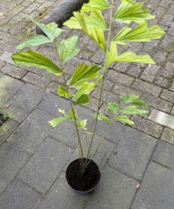 caryota maxima himalaya xl plant