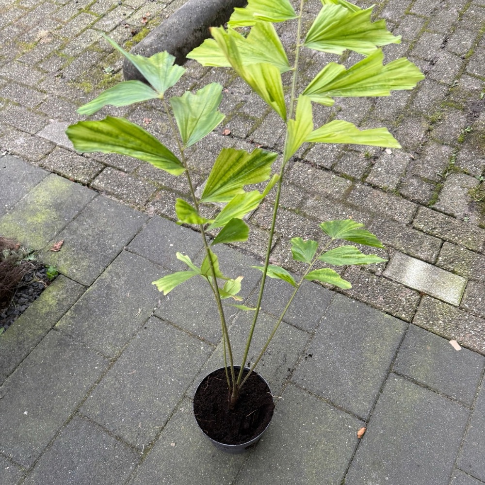 caryota maxima himalaya xl plant