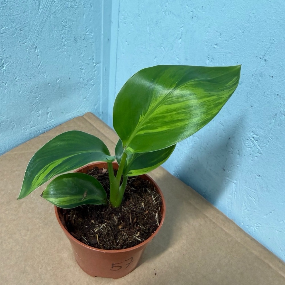 Strelitzia nicolai aurea variegated nr 57