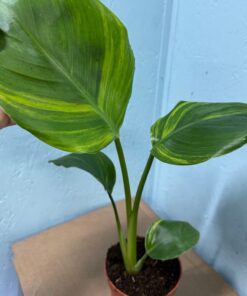 Strelitzia nicolai aurea variegated nr 59