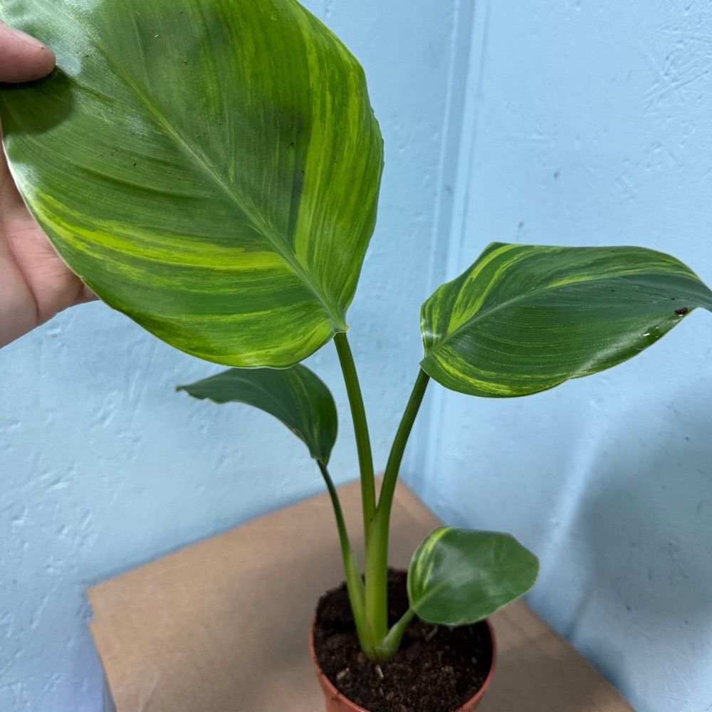 Strelitzia nicolai aurea variegated nr 59