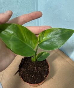 Strelitzia nicolai aurea variegated nr 60