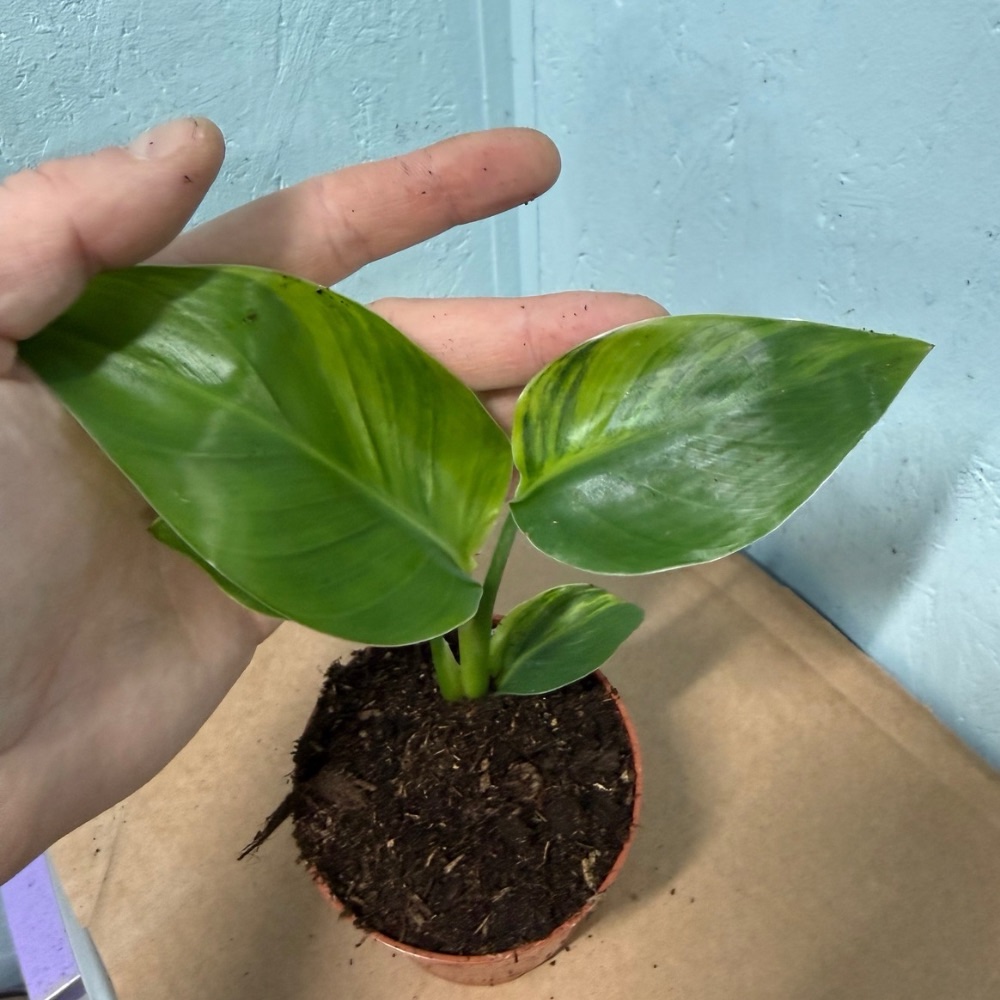 Strelitzia nicolai aurea variegated nr 60