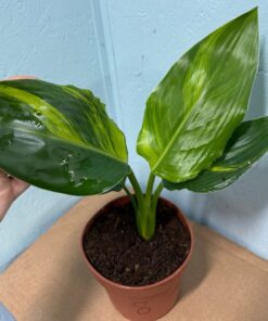 Strelitzia reginae aurea variegated nr 8