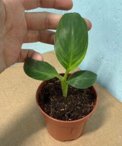 Musa dwarf cavendish variegated nr 1