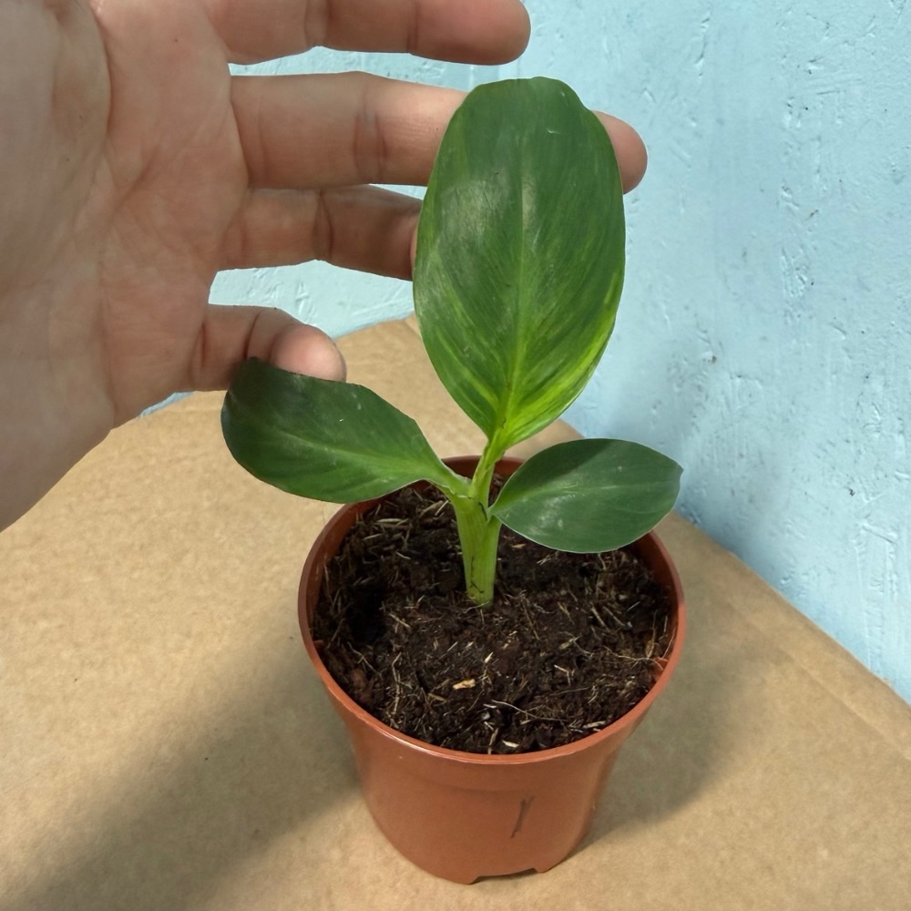 Musa dwarf cavendish variegated nr 1