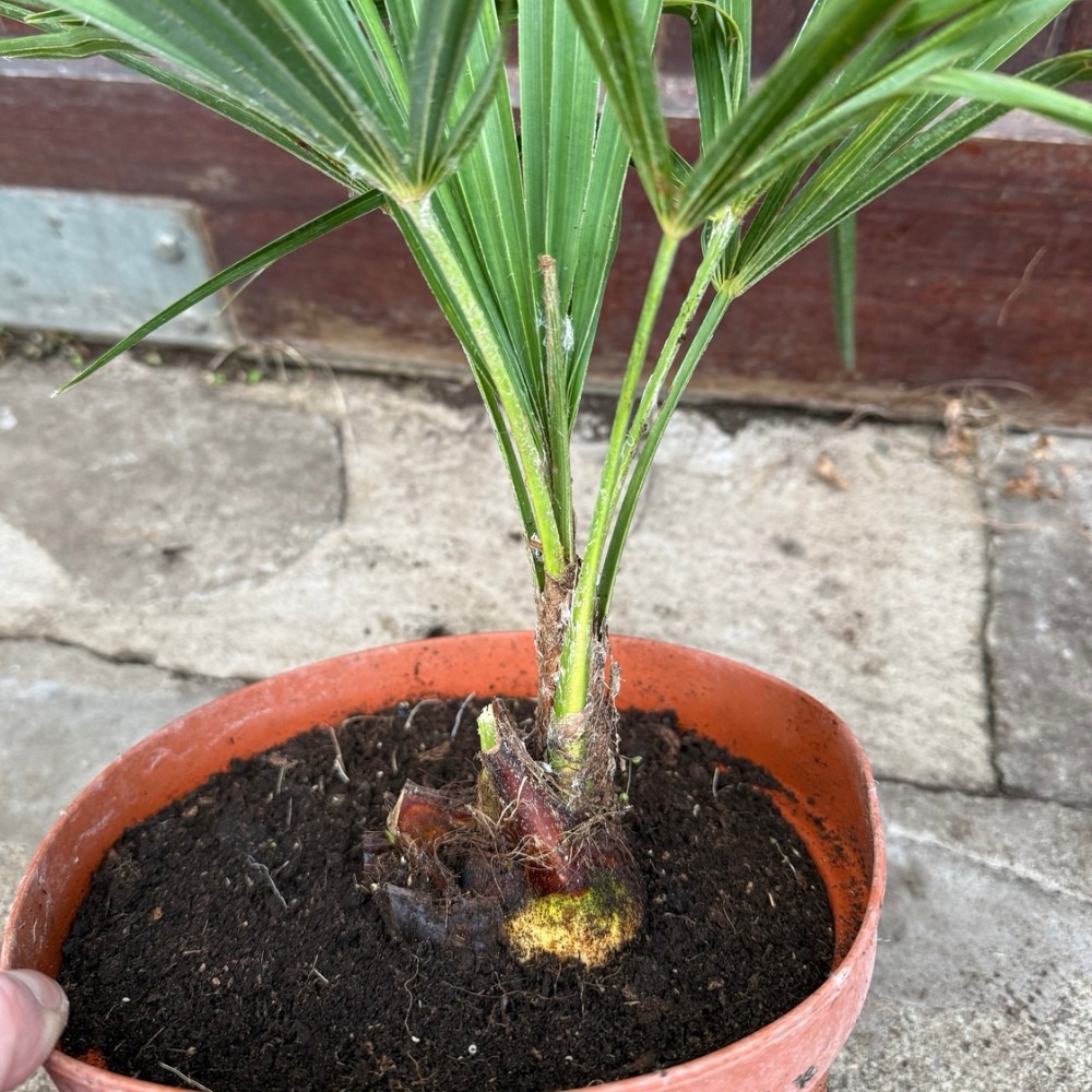 Trachycarpus kumaon x naggy big plant - Image 3