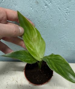 Strelitzia reginae mint variegated nr 2