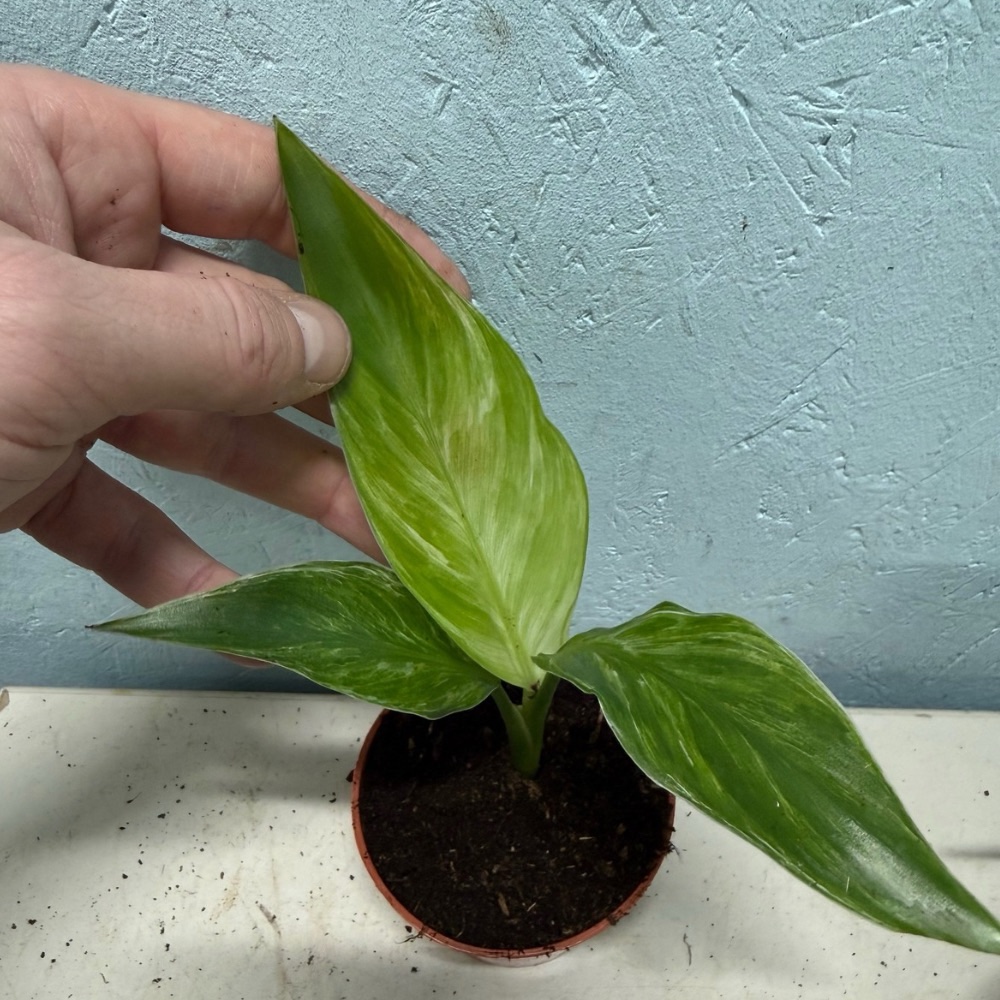 Strelitzia reginae mint variegated nr 2