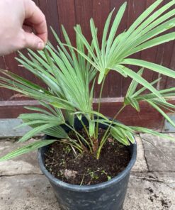 Alternative view of Trachycarpus nanus x princeps hybrid big plant