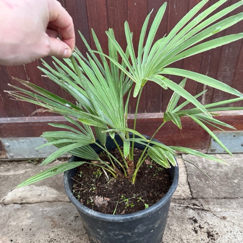 Trachycarpus nanus x princeps hybrid big plant - Image 2