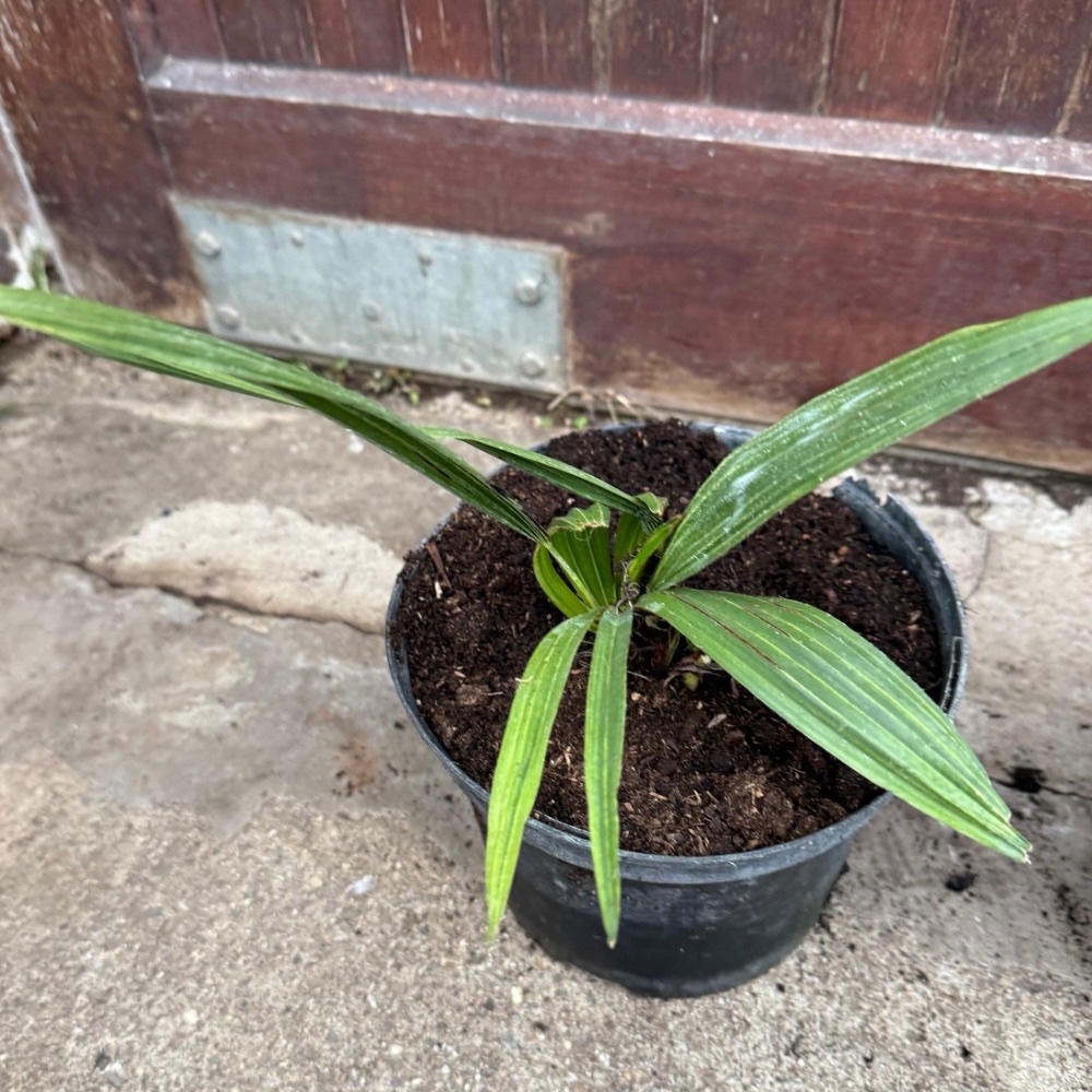 Trachycarpus nanus x ukhrulensis big plant nr 1