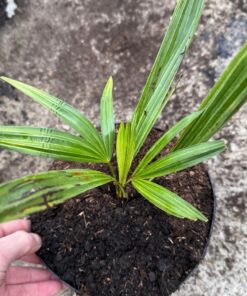 Alternative view of Trachycarpus nanus x ukhrulensis big plant nr 1